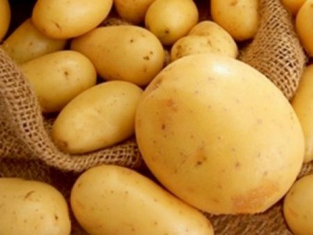 1 килограмы 40 теңге: Қазақстандық және қытайлық ғалымдар картоптың жаңа түрін ойлап тапты