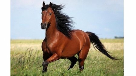 Үндістандық кәсіпкер қазақ жылқысының қылын жаппай сатып алуда